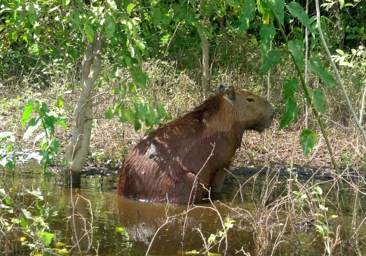 Capybara!