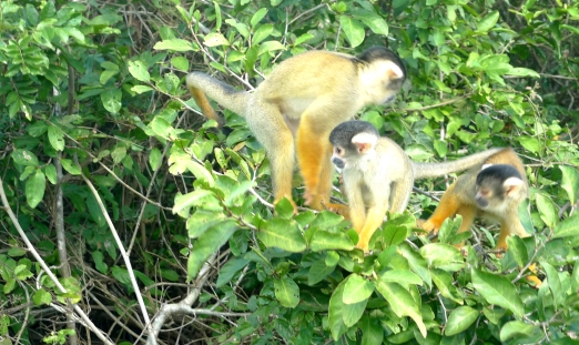 monkeys 3 crop